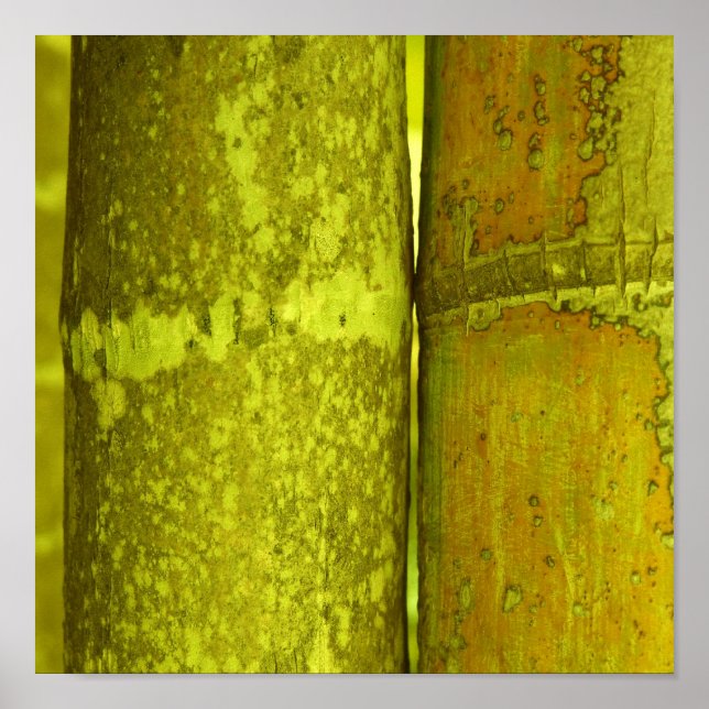 Ode To Bamboo Poster (Front)