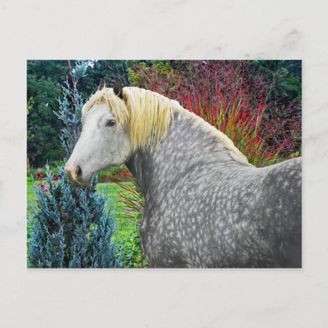 "Odin" Postcard (Front)