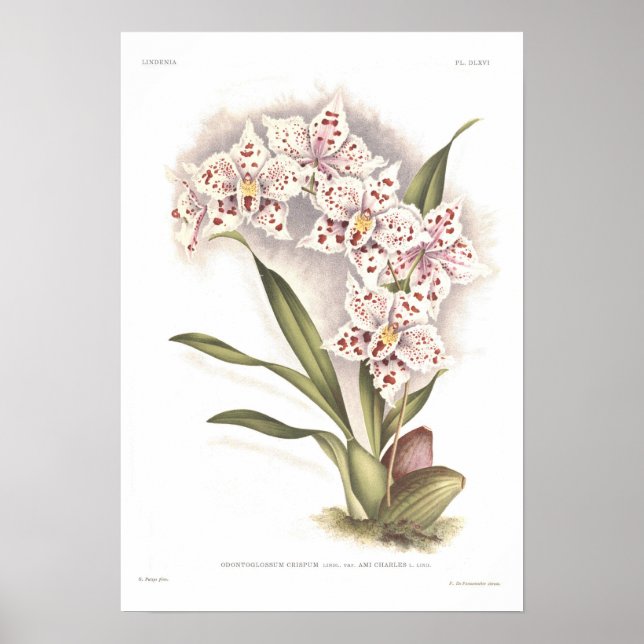 Odontoglossum crispum poster (Front)
