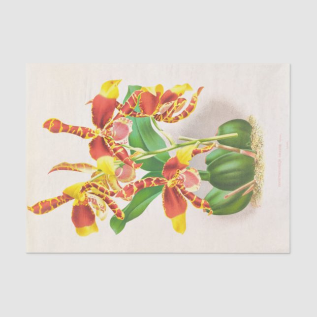 Odontoglossum Grande (Orchid) by Jean Jules Linden Tissue Paper (Front)