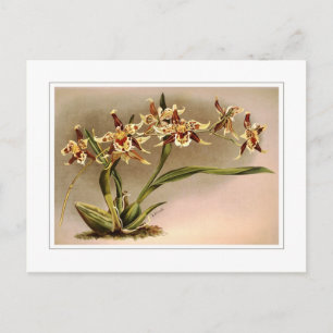 Odontoglossum hallii xanthoglossum postcard