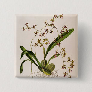 Odontoglossum Hastatum 15 Cm Square Badge