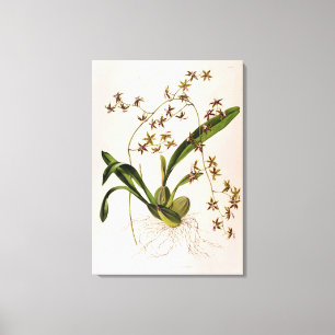 Odontoglossum Hastatum Canvas Print