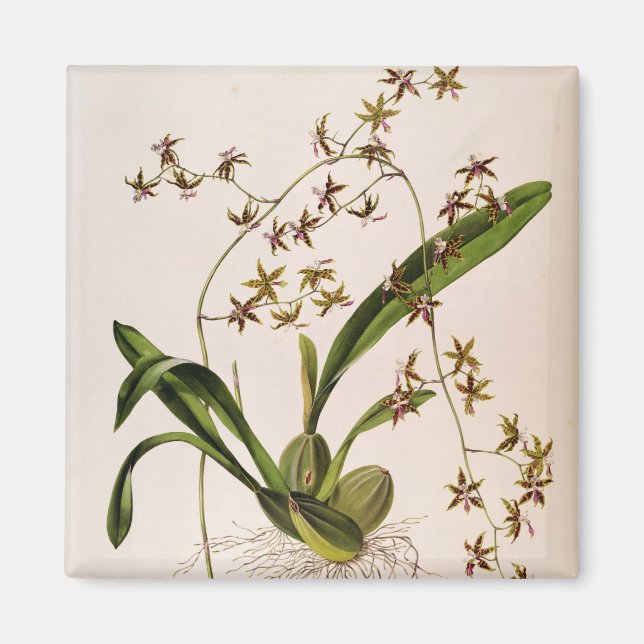 Odontoglossum Hastatum Magnet (Front)