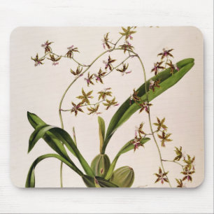 Odontoglossum Hastatum Mouse Pad