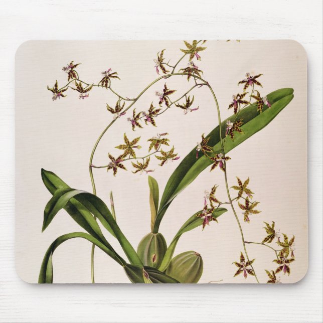 Odontoglossum Hastatum Mouse Pad (Front)
