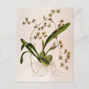 Odontoglossum Hastatum Postcard
