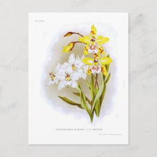 Odontoglossum orchids postcard