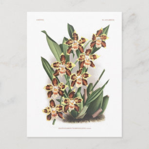 Odontoglossum Thompsonianum ; Postcard