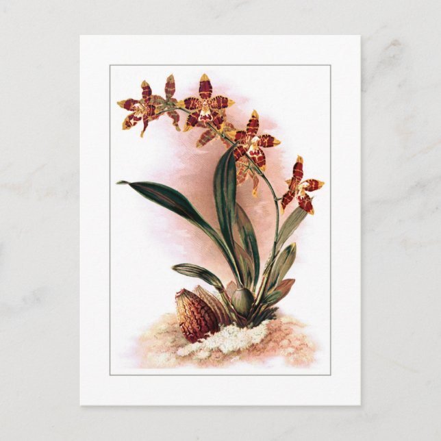 Odontoglossum triumphans postcard (Front)