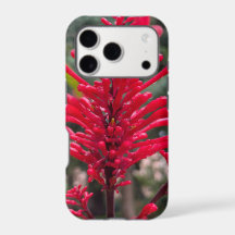 Odontonema for iPhone17 pro cover