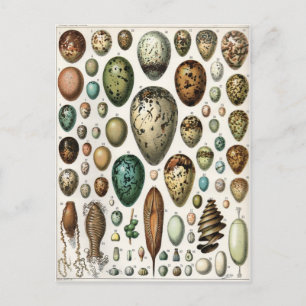 Oeufs Postcard