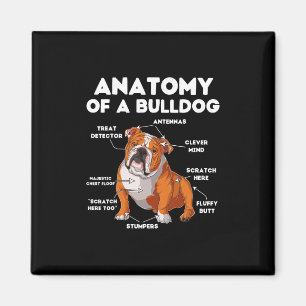 Of A Bulldog Magnet