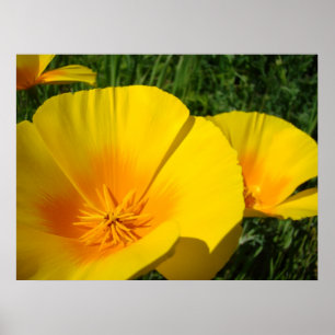 OFFICE ART POPPIES Poppy Flowers 4 Art Prints