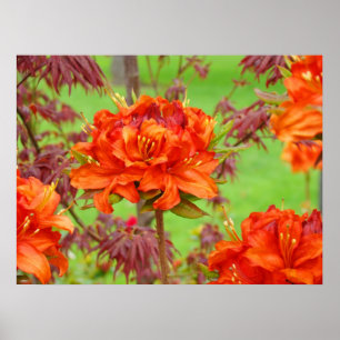 Office art prints Orange Rhododendron Garden