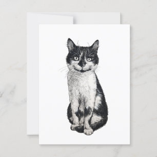 Ogie the cat postcard