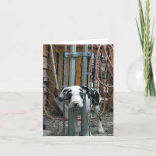 "Oh Cash!" Great Dane Puppy Card