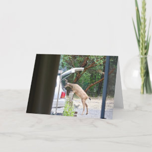 Oh Deer! Card