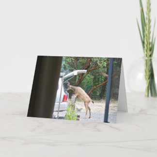 Oh Deer! Card