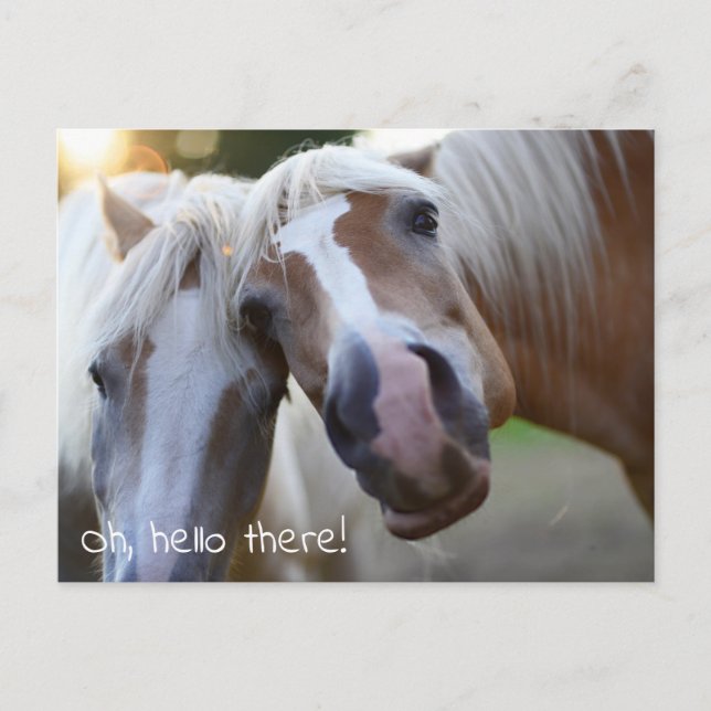 Oh Hello There! Horse Photo Postcard (Front)