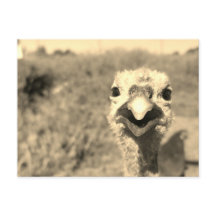 Oh... Hi! - Postcard