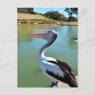 Oh Im A Happy Pelican Tra Lah, Postcard