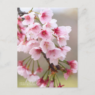 Oh-kanzakura: Cherry Blossoms [Postcard] Postcard