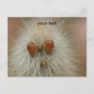 Oh Postcard