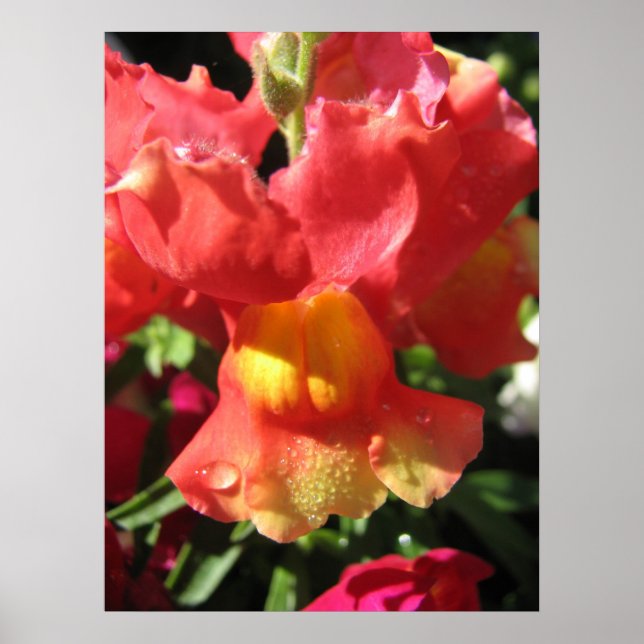 Oh Snap! Dragon Poster (Front)