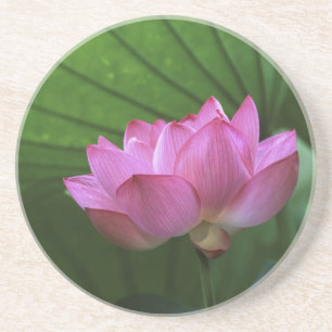 Ohga Lotus, Sankei-en Garden, Yokohama, Japan Coaster