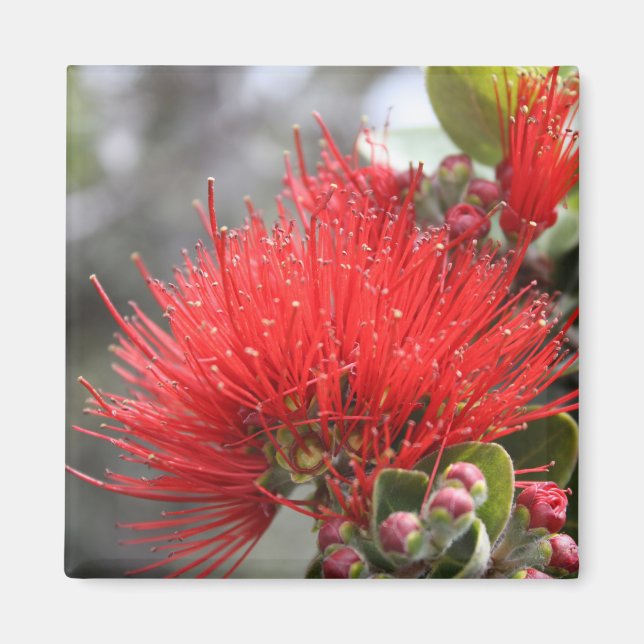 Ohia Lehua blossom Magnet (Front)