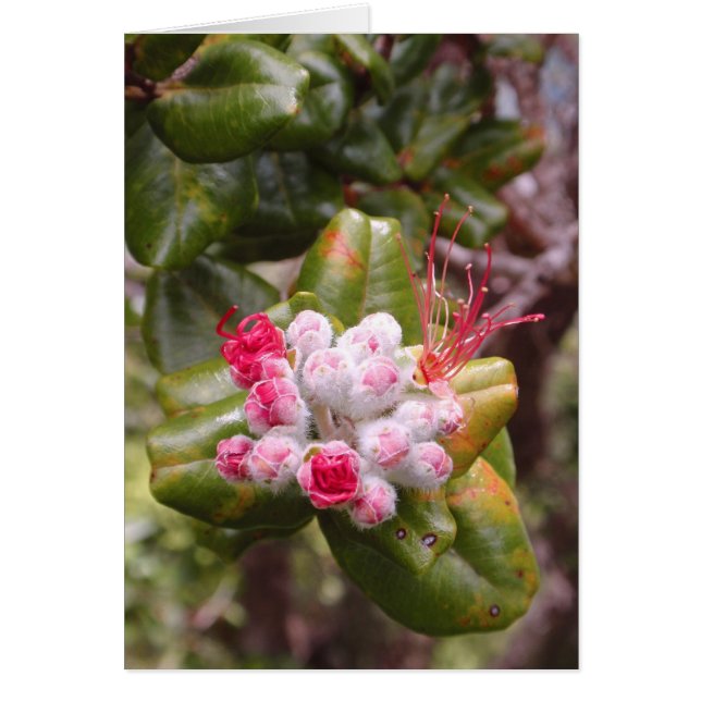 Ohia Lehua Buds (Front)