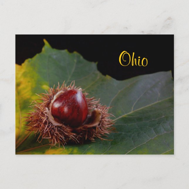 Ohio, Autumn Leaf With Nut Postcard (Front)