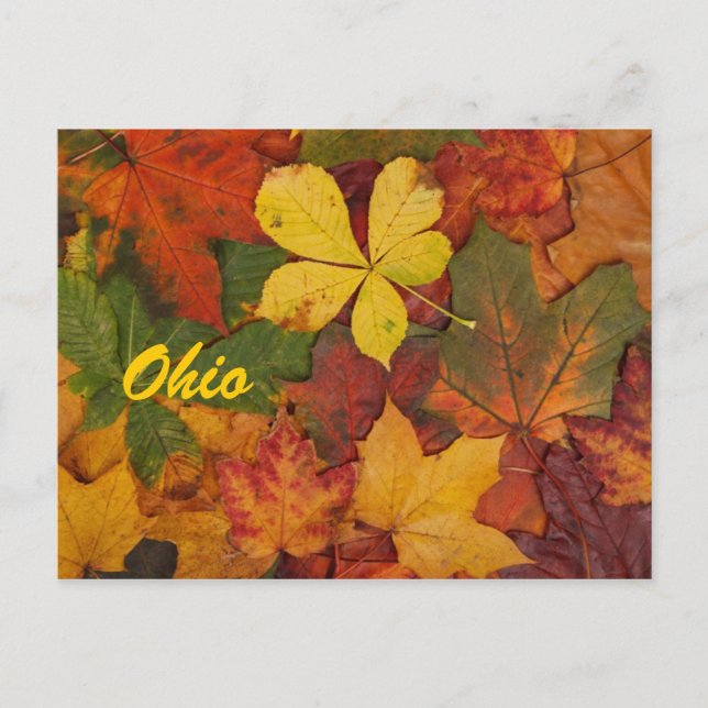 Ohio Autumn Leaves Postcard (Front)