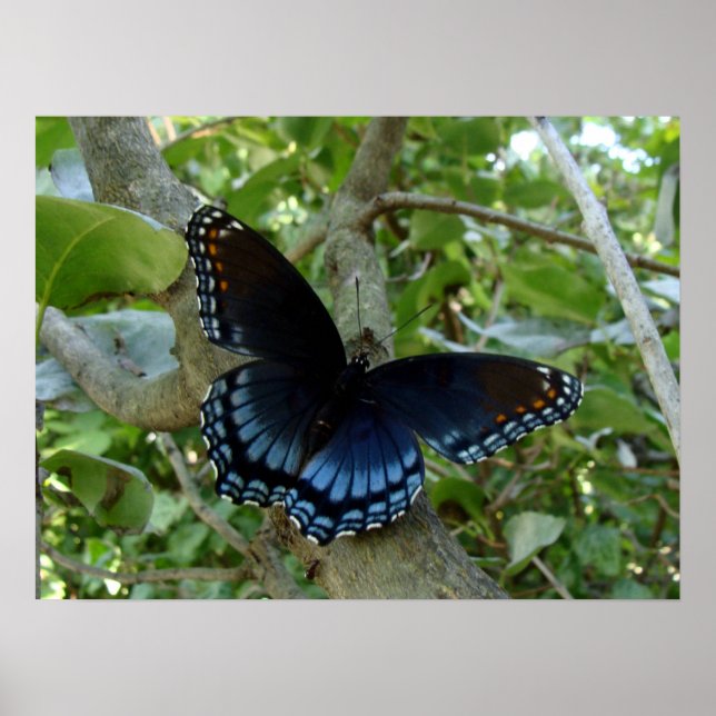 Ohio Blue Swallowtail Butterfly Poster (Front)