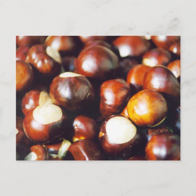 Ohio Buckeyes Postcard (Front)