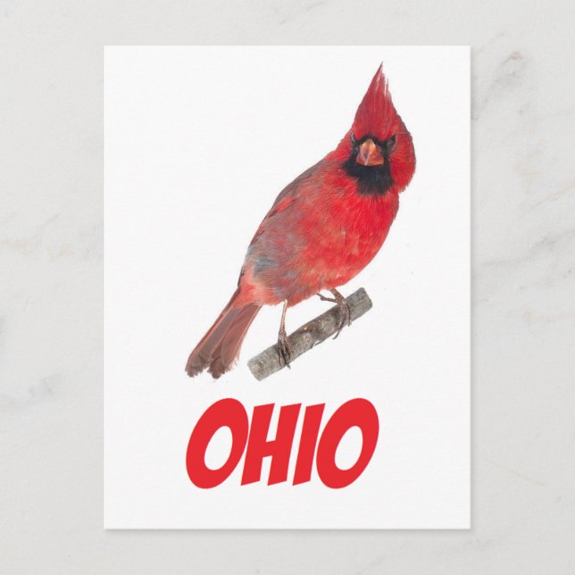 Ohio Cardinal Postcard (Front)