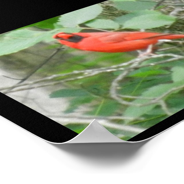 OHIO RED CARDINAL  POSTER (Corner)