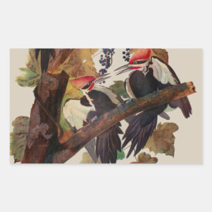 ohn James Audubon Pileated Woodpecker Bird Print Rectangular Sticker