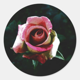 Oil painted red rose classic round sticker