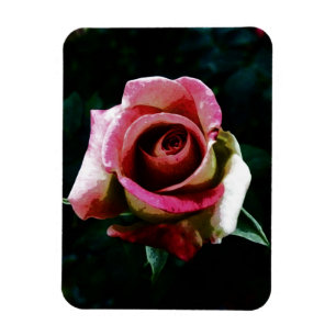 Oil painted red rose magnet