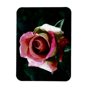 Oil painted red rose magnet