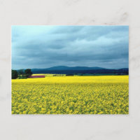 Oil-seed rape, Angus, Scotland at the Cornish Rivi