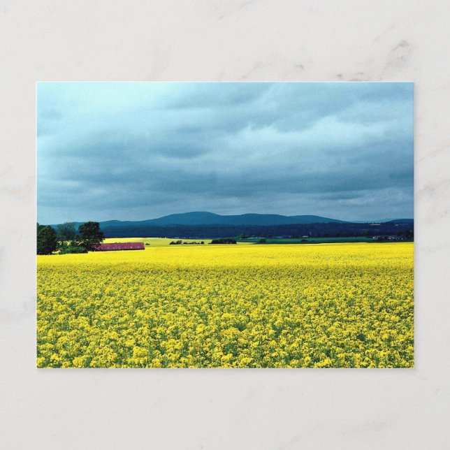 Oil-seed rape, Angus, Scotland at the Cornish Rivi Postcard (Front)