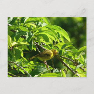 Oiseau Jaune - Martinique, FWI Postcard