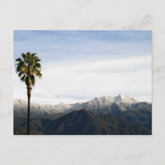 Ojai Palm Postcard