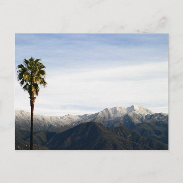 Ojai Palm Postcard (Front)