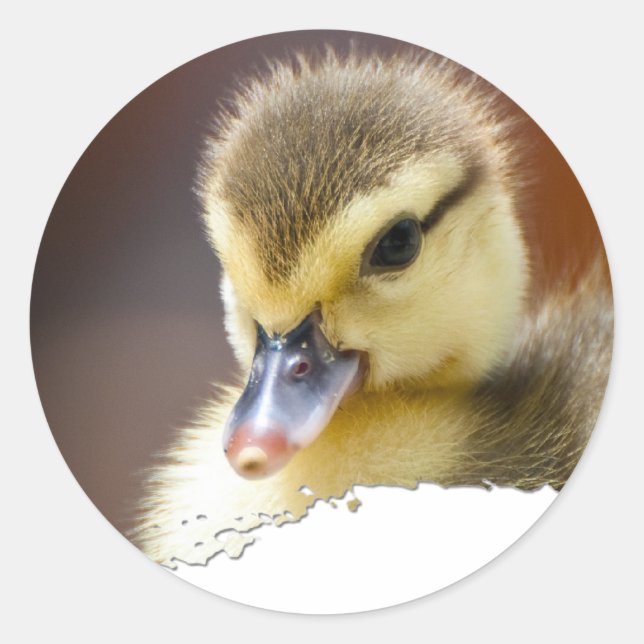 Ojatro Duckling 01 Classic Round Sticker (Front)