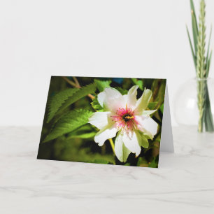 Okame Cherry Tree Blossom, card