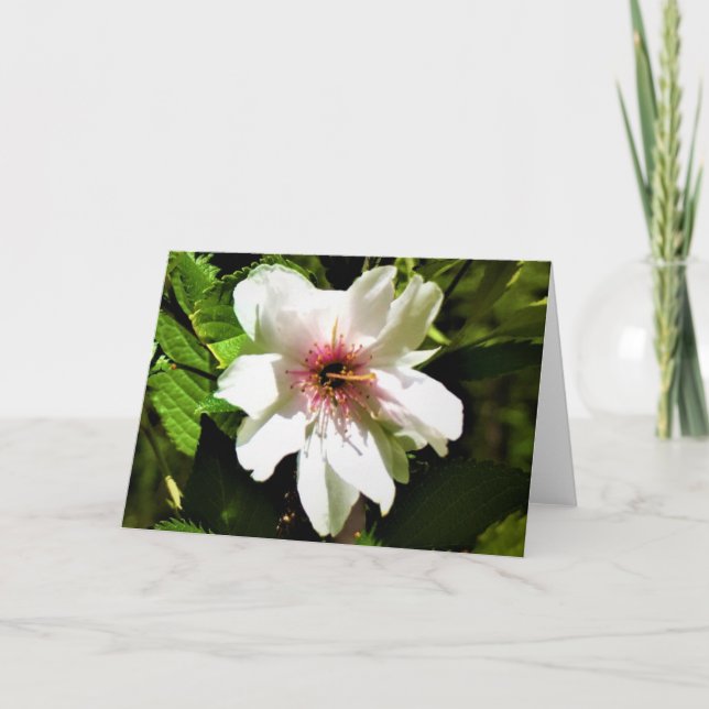 Okame Cherry Tree, card (Front)